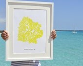 Wall decor Poster A3 Plus size Antique sealife yellow Seakelp Illustration - POSTER - Neon color series - sea life A3 Poster