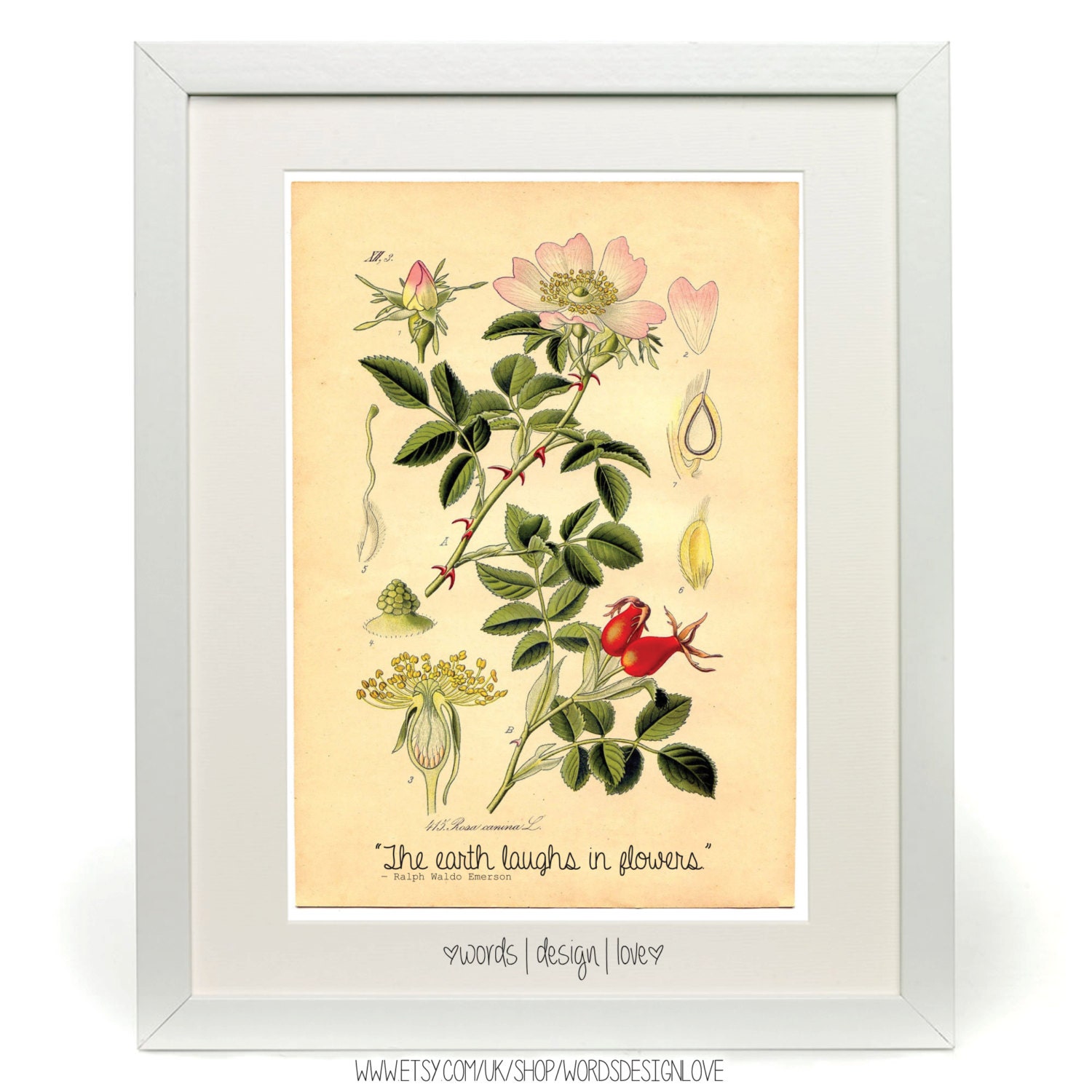 The Earth Laughs In Flowers - Ralph Waldo Emerson Quote - Vintage Style Botanical Print- A4 / 8 x 10