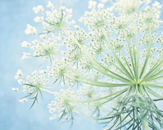 Flower Photography, Queen Anne's Lace, 5x7 Fine Art Photo Print, wildflower, aqua blue, white, green, dreamy, feminine