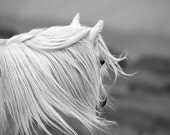 Horse photo, colour, black and white, animal photograph, fine art photograph, welsh mountain pony, 18x12