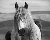Horse photo, black and white, colour, color, fine art photo print, fell pony, animal photo, 12x8