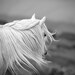 Horse photo, colour, black and white, animal photograph, fine art photograph, welsh mountain pony, 18x12
