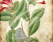 Vintage botanical print Frames Interior Design Honeysuckle flower  Antique  Digital Collage Art Print Home Decor Wall Hanging