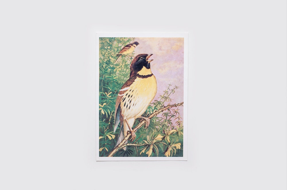 Vintage soviet postcards with birds - set of 4