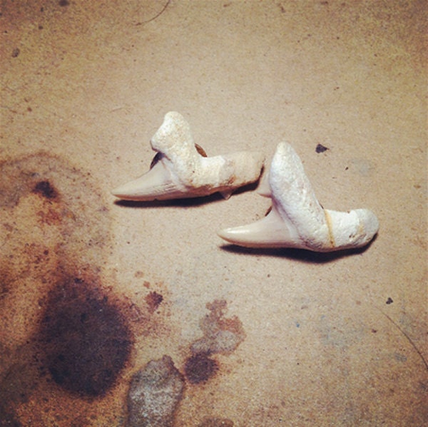 Shark tooth post earrings