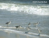 Ocean Photography, Nature Photography, Shorebirds, Bird Photography, 8x10 Print by Nacene Prchal - Beach Decor