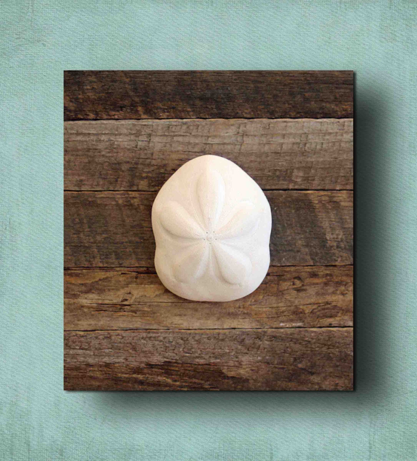 Beach Decor on Driftwood Panel for Coastal Decor. Sea Biscuit