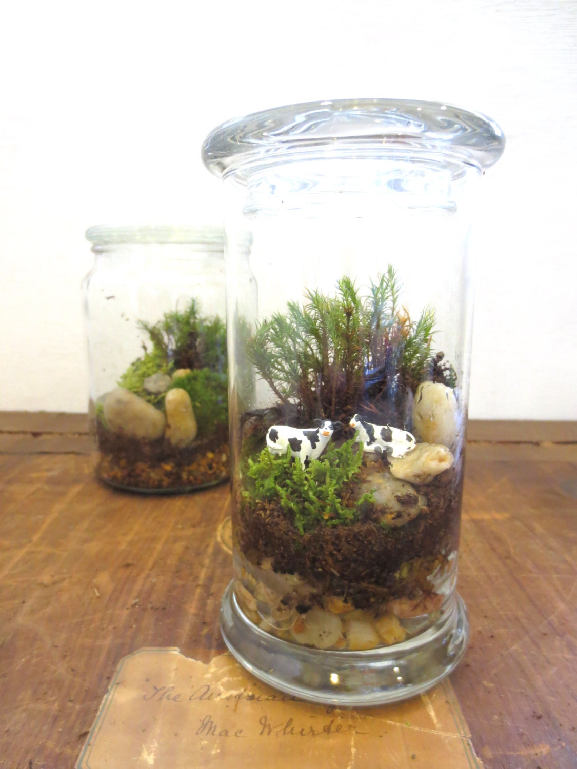 In Greener Pastures...Sweet Cows in Tall Green Glass Terrarium Terrarium as a Gift Moss Terrarium Live Plants Miniature Cows