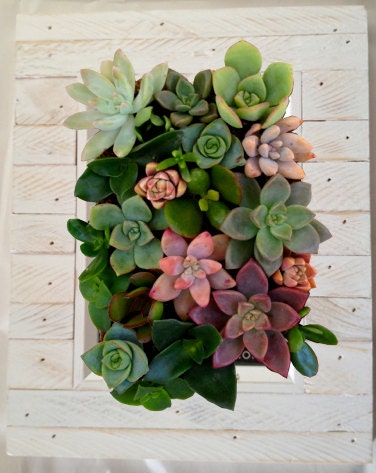 Vertical Living Succulent Wall Hanging or Table Top in White Distressed stacked Wood Frame Great Father's Day Gift