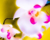 Flower Photography-Orchid-Yellow--Bright-Part of my "Elements" Set-Metallic 8x8 Photograph-"Sun"