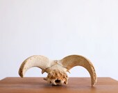 Vintage Desert Bighorn Antlers