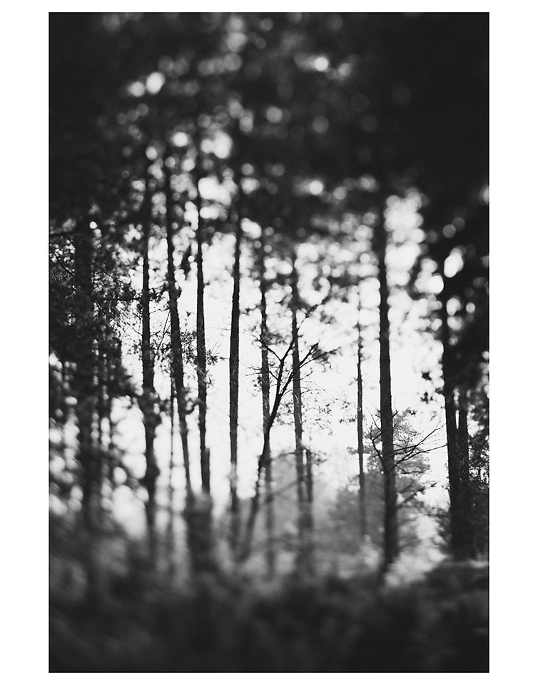 trees forest black and white photo print - whimsical fine art nature photography, enchanting, dream, wood - 14x11