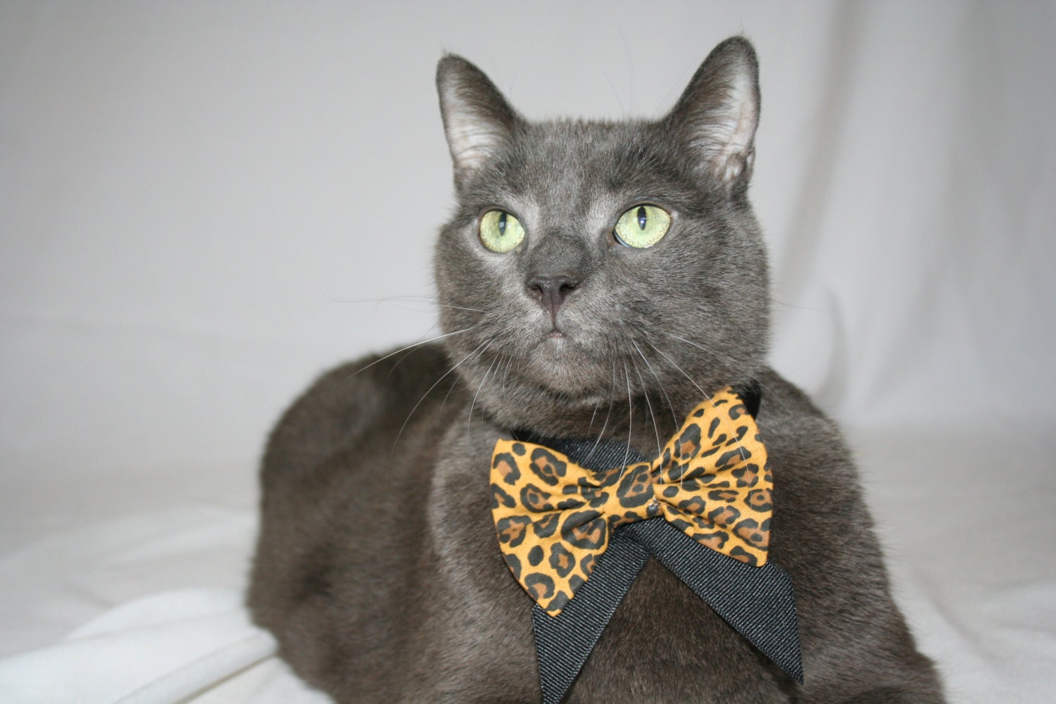 Leopard Print Bow