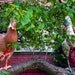 Made-to-Order OPEN TAIL Diaper Harness for Pet Ducks, Chickens, & Geese