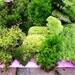 2 Quart Bags Of Assorted Moss Plus Free Priority Shipping