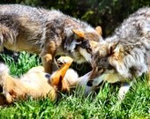 Instant Download Stock Photo - Wolves Il_170x135