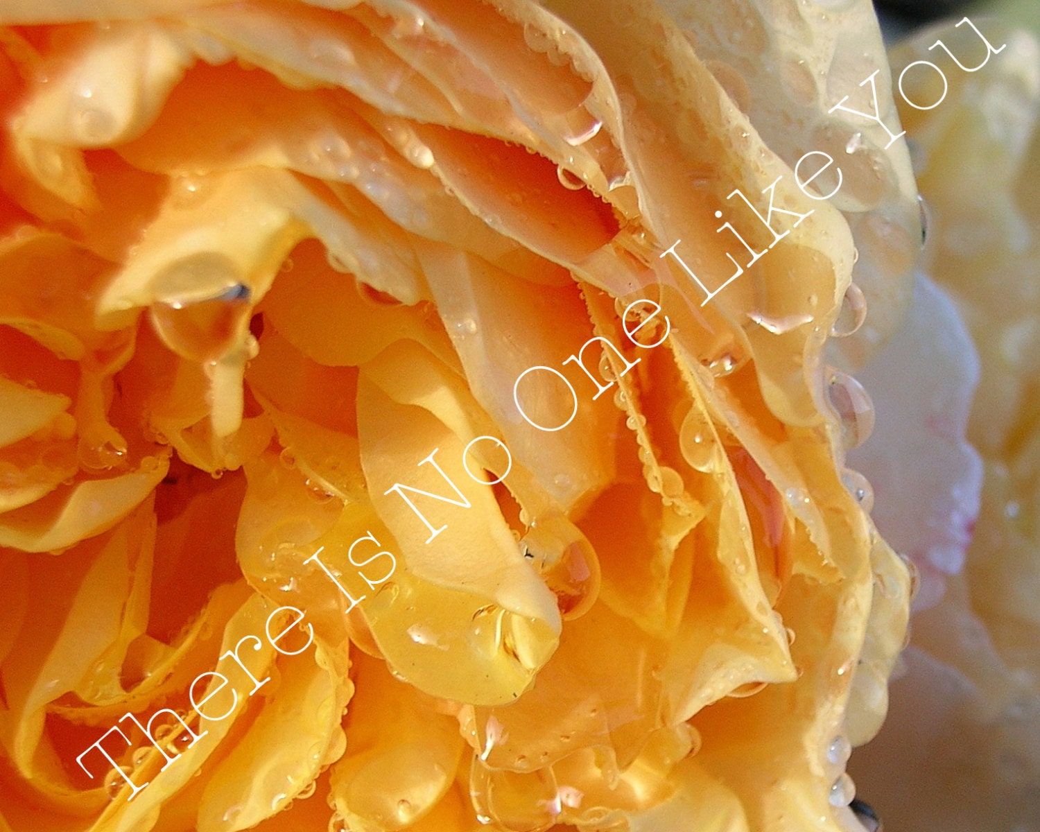 SALE Yellow Orange Flower 8x10 or 8x8 Print