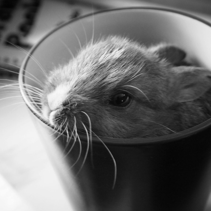 Teacup Bunny. Cute and teensy baby Rabbit Animal Photography. 8x8 or 8x10. Black and White Metallic Nature Photograph. Fine Art Photography.