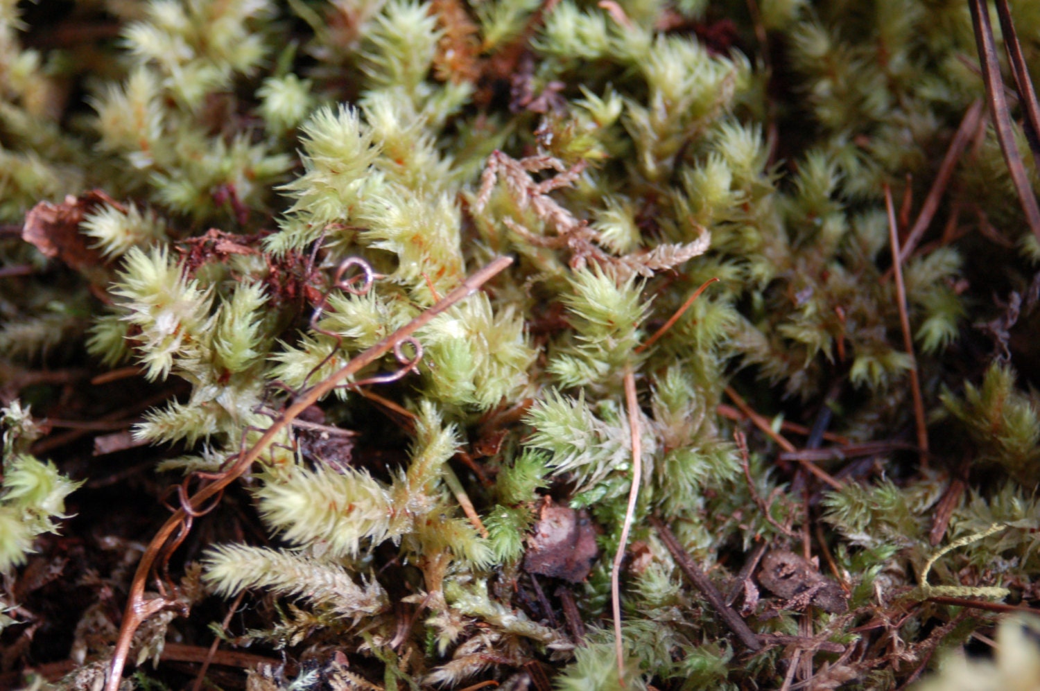 Fairy Garden, Terrarium Living Moss, Terrarium Plants, Miniture Garden Plant, Fairy Garden Moss, Montana Moss