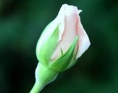 Pink Rose bud, 8x10 Flower Print, Unique Wall Art, Shabby Chic, Feminine, Gift, Affordable Home Decor