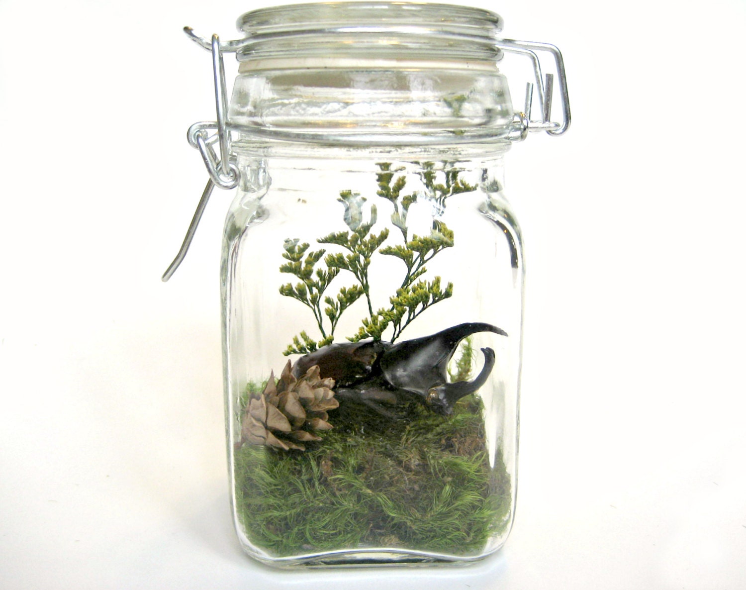 Bug Terrarium Kit, Real Horned Beetle in Glass Jar Terrarium Kit