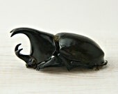 Bug, Real Dried Horned Beetle Specimen