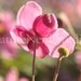 Pink Flower, Japanese Anemone Flower Photographic Print, 13" x 19"