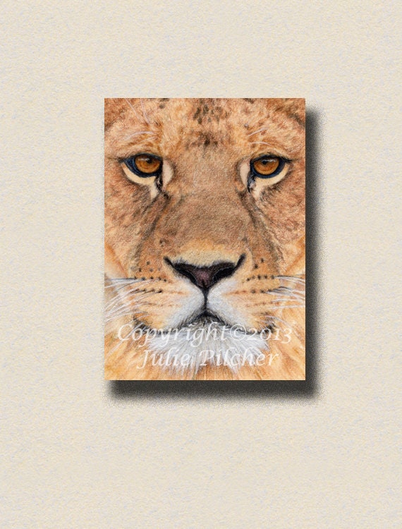 ACEO, ATC, Lion, Big Cat, Close up, 'Look into my Eyes', Limited Edition, Wildlife, Print