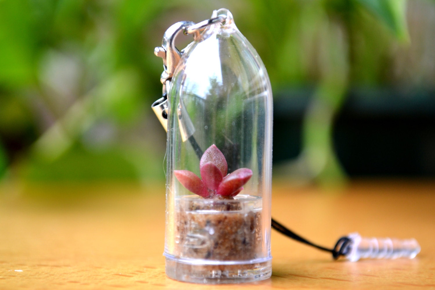 Plugs & Charms