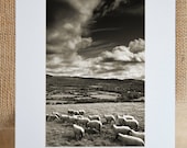Overstock Sale, Ireland Photograph, 5x7 1/2" Matted Print, 20% Off- "Irish Sheep Herd",  Limited Edition Print