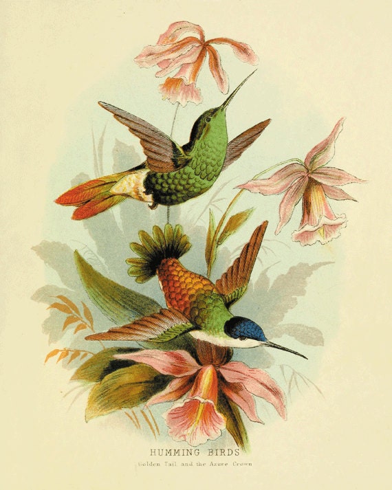 Hummingbirds Vintage Bird Print Nature print Vintage prints home decor wall art  Natural History Victorian art old prints 8x10 art print