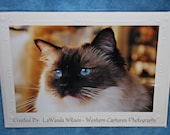 Miss Blue Eyes Ragdoll Cat Embossed Blank Greeting Card, Ragdolls, Cats, Cards, Greeting Cards, Cat Cards, Embossed, Photography