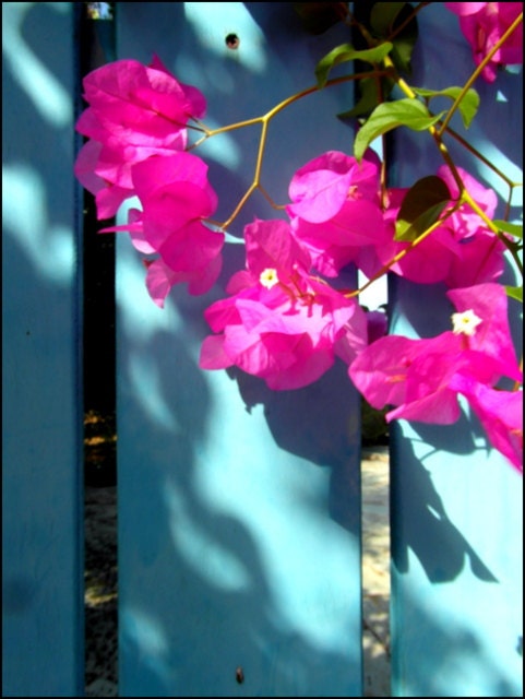 Greek blue gate with pink Bougainvillea, "I love greece" fine art print photography