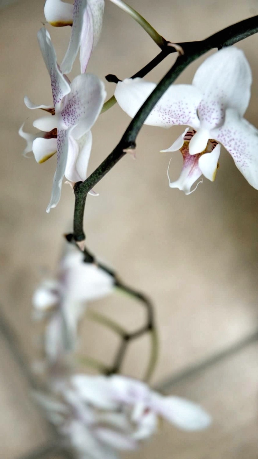 Orchid Study, 12x24in fine art print ready to frame, flower photography - PollenPictures