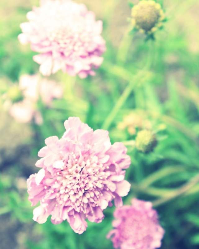 Pastel  Pink Pincushion Flowers,  Dreamy  Fine Art Photography 8x10 Print, Wall Decor, Cottage, Shabby Chic Wall Decor - KarieJorgensen