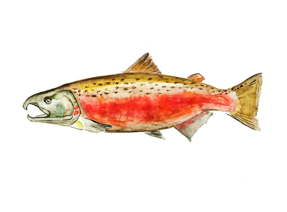 Fish Salmon - Watercolor Illustration - Art Print 8x10 - Wall Art - MundoMeo