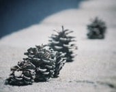 Pining- 8"x10" Color Photograph, Pine Cones, Summer, Blue, Garden, Fine Art Print