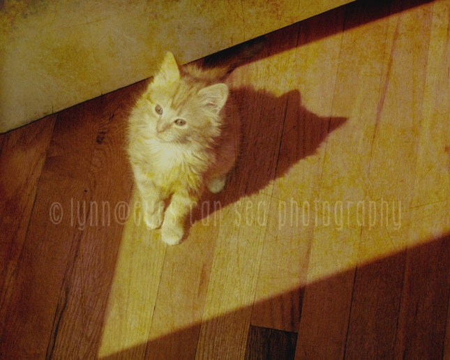 Kitten Fine Art Vintage Print, Cat, Sepia Tone Photograph, Shadow, Love, Home Decor 8x10 - Mi Gato