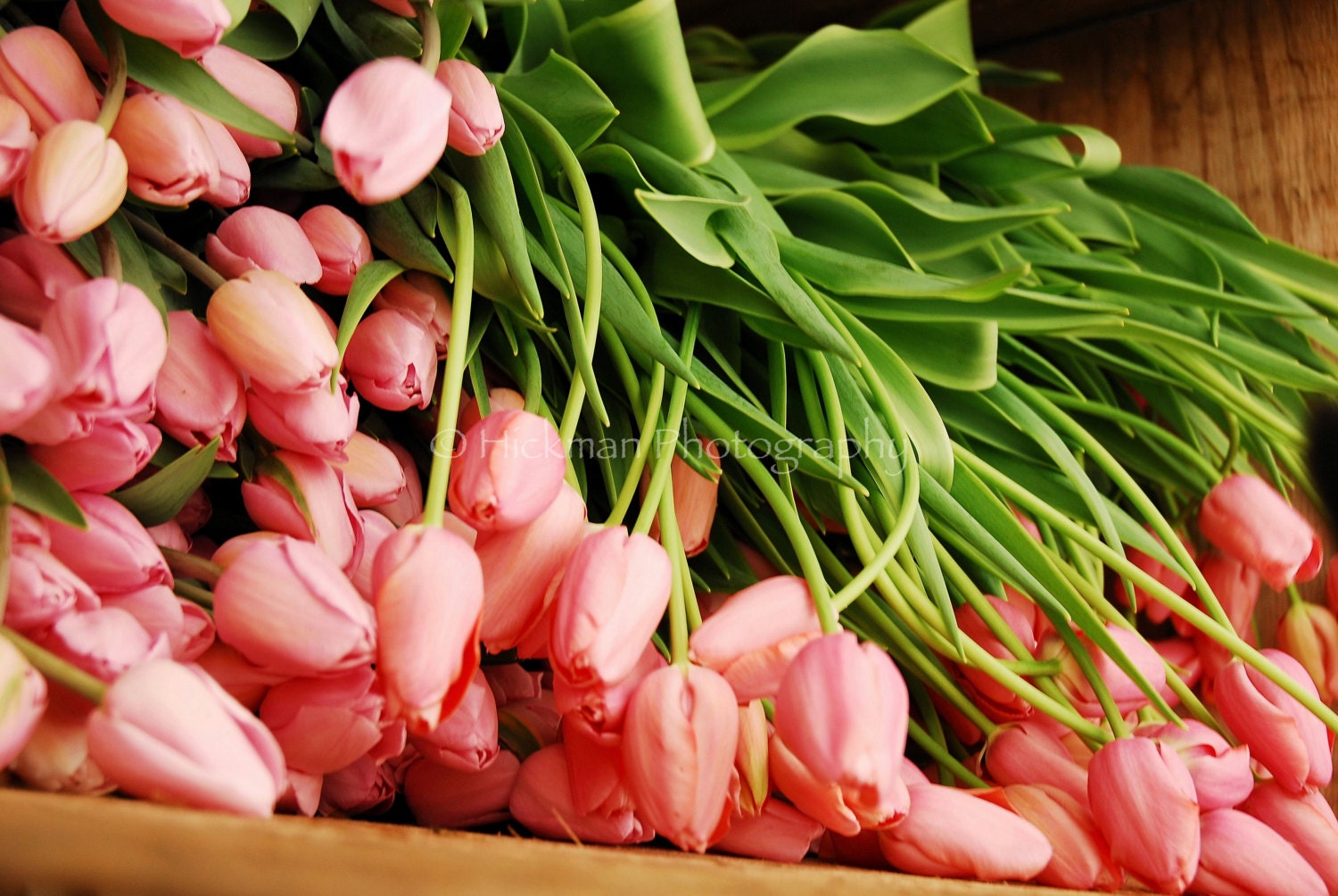Pile of Pink Tulips - Fine Art Photography - Floral - Nature - Home Office Decor - 8 X 12