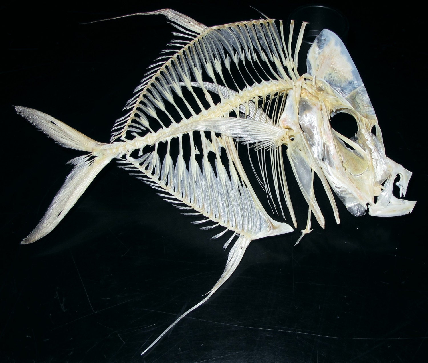 Lookdown fish skeleton
