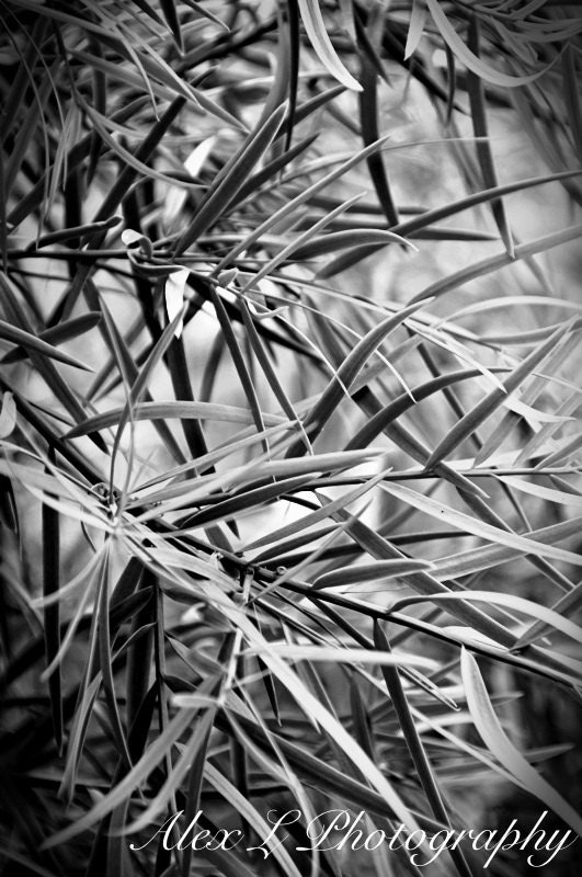 Black and White Photography - Black and white photo spring wall art prints nature photography tree photography - 8x8 photography