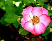 Flower Photography - pink wall art - pink yellow green white spring summer art prints floral decor fine art - 5x7 Photograph