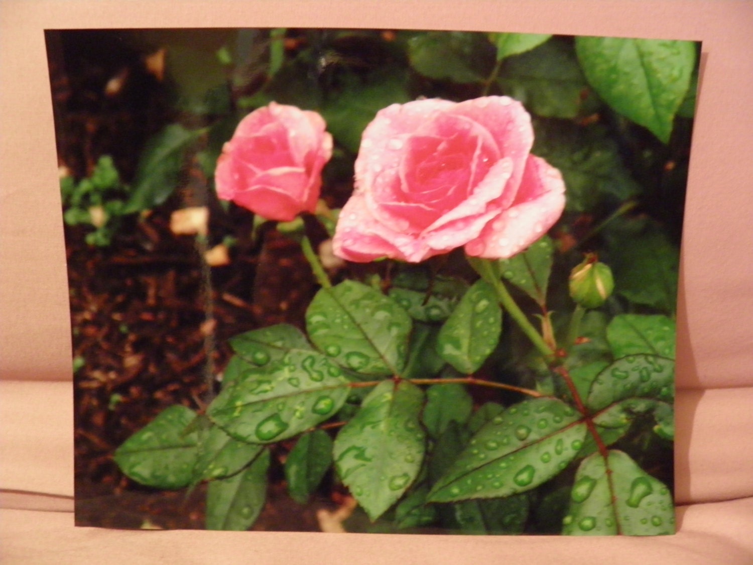 Pink Roses, Garden, 8 x 10,