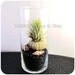 Urban Living Modern Tillandsia Air Plant Holder Glass Vase Midnight Black - Airplant Terrarium Kit Centerpiece Home Decor Graduation Gift