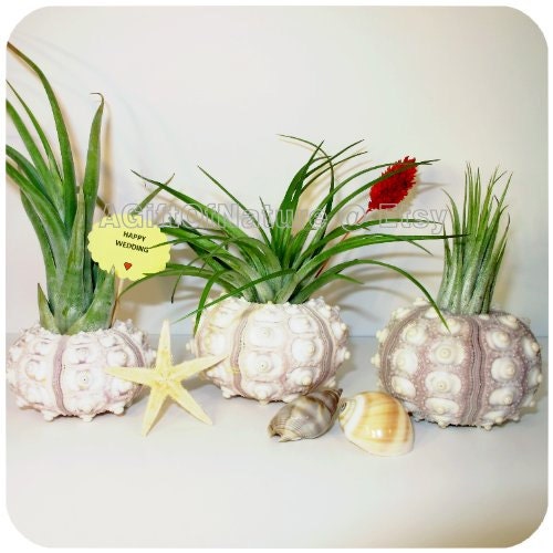 Sea Urchin Air Plant Triplets - Tillandsia Trio Airplant Urchin Starfish Beach Shells Set Wedding Favor Decor Housewarming Birthday Gift