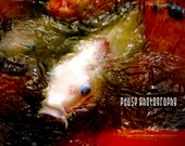 Up for Air- Fine Art Print, Color Photography, Koi, Fish, Nature, Orange, White, Asian Art, Wall Decor - 8x10