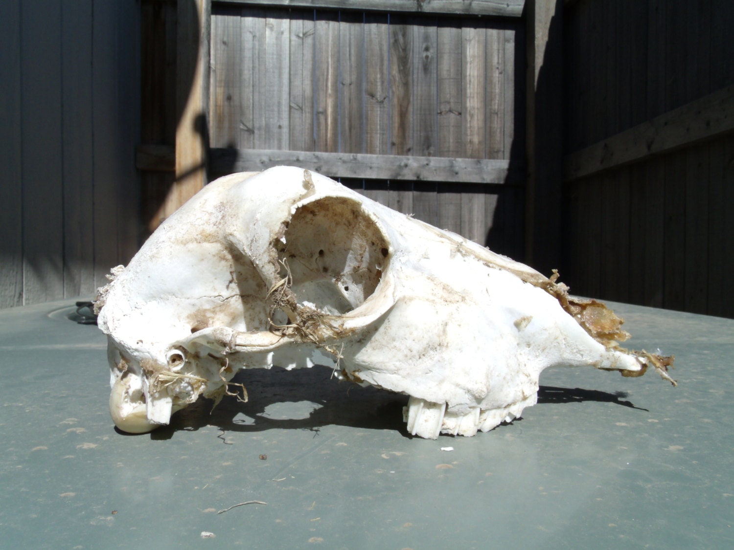 Goat Skull, White, Rustic
