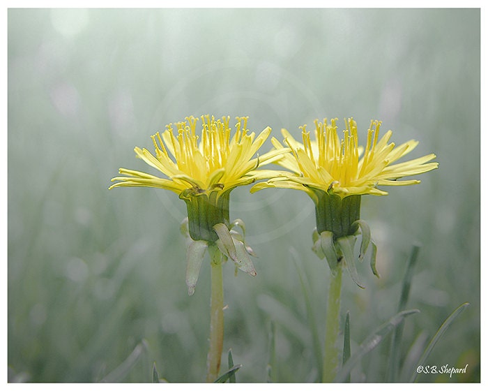 Nature botanical photography-Dandelion Twins-soft pastel yellow, grey green Spring, Summer, wedding, nursery home decor fine art