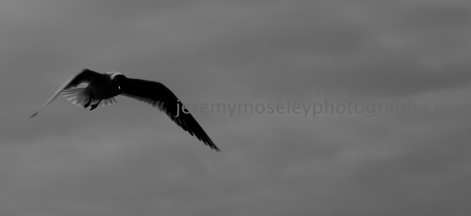 Black and White Photograph. Bird in Flight. 8x10 inches.