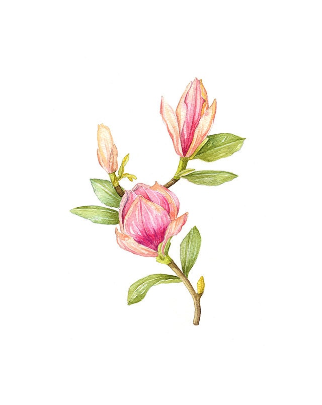 Magnolia Floral Botanical Print Illustration Watercolor Garden Spring Home Decor Peach Pink Green Handmade